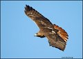 _2SB1455 red-tailed hawk
